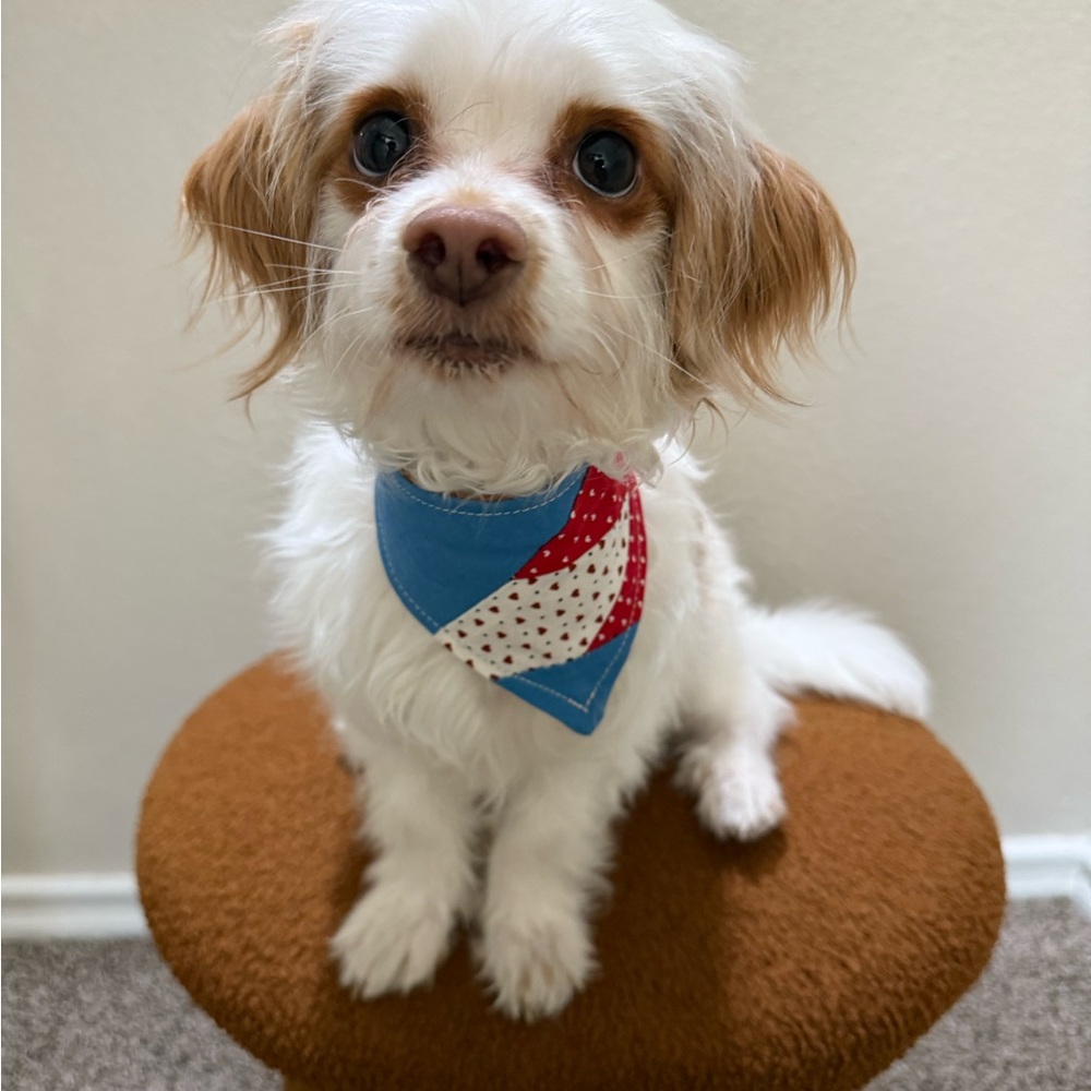 Blue and Red Dog Bandana